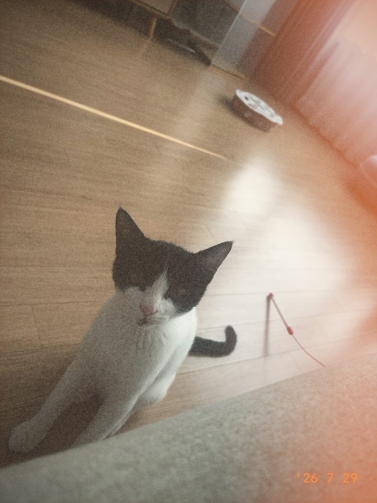 A cat developed in warm tones