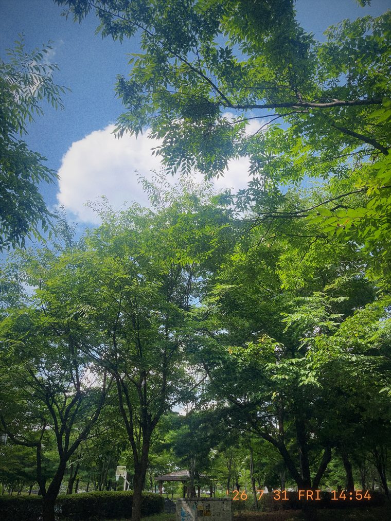 Trees and summer sky developed on Jeonju Summer film